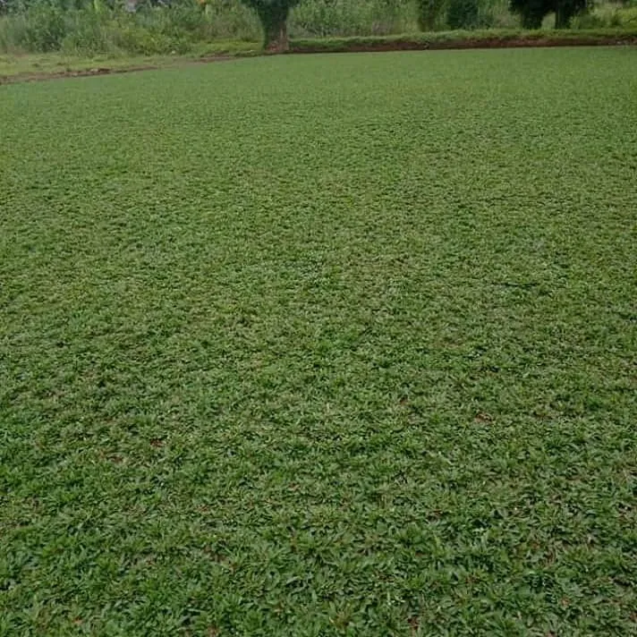 Supplier Rumput Taman Terdekat dengan Harga Terbaru 2025